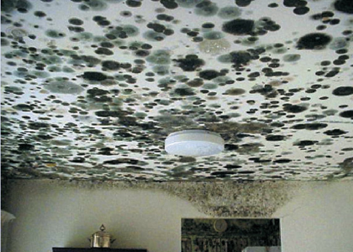 Mold growth covering a ceiling