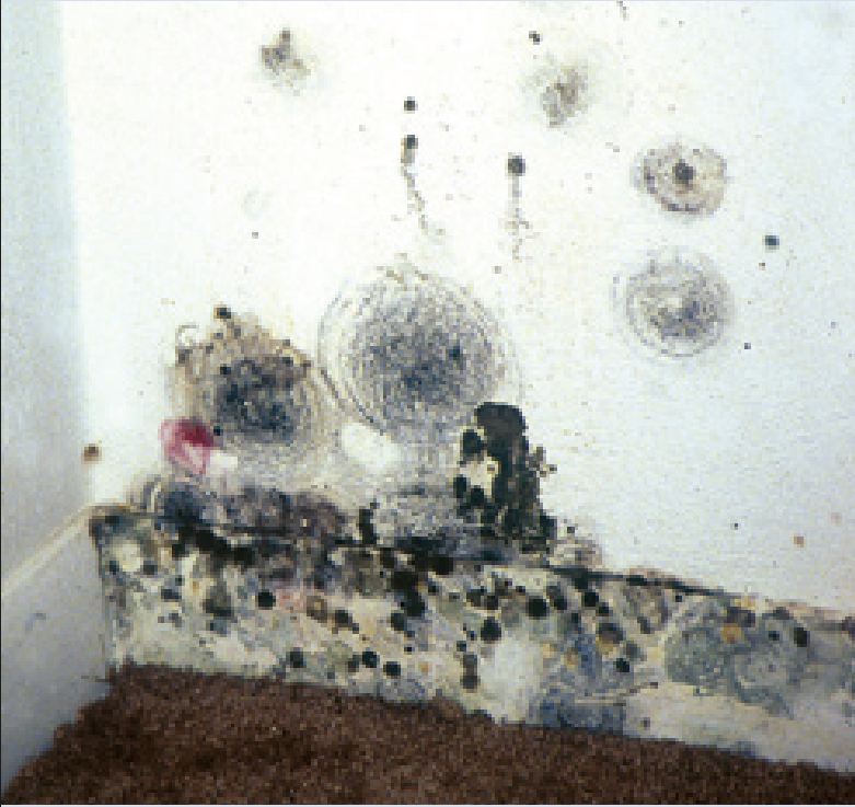 Mold growth spreading across a formerly white wall