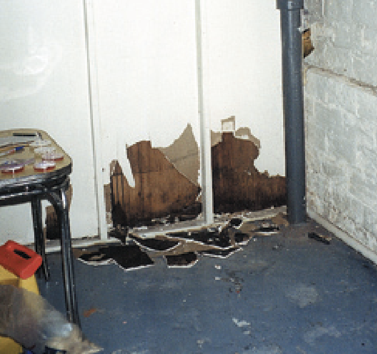A wall opened to reveal extensive moisture damage