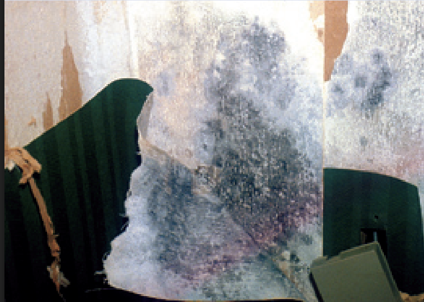 Mold growth on building material