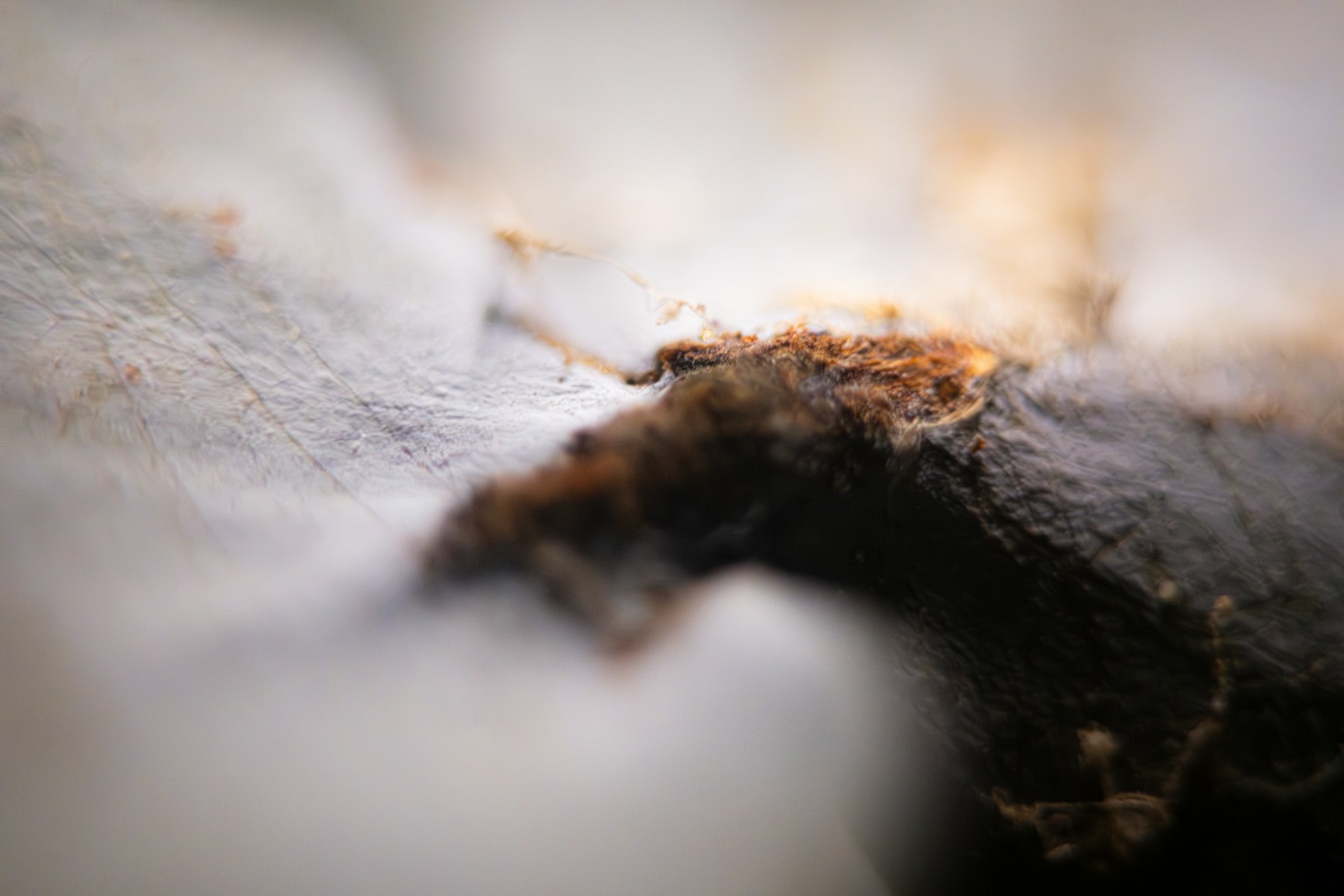 Fungal growth at close range