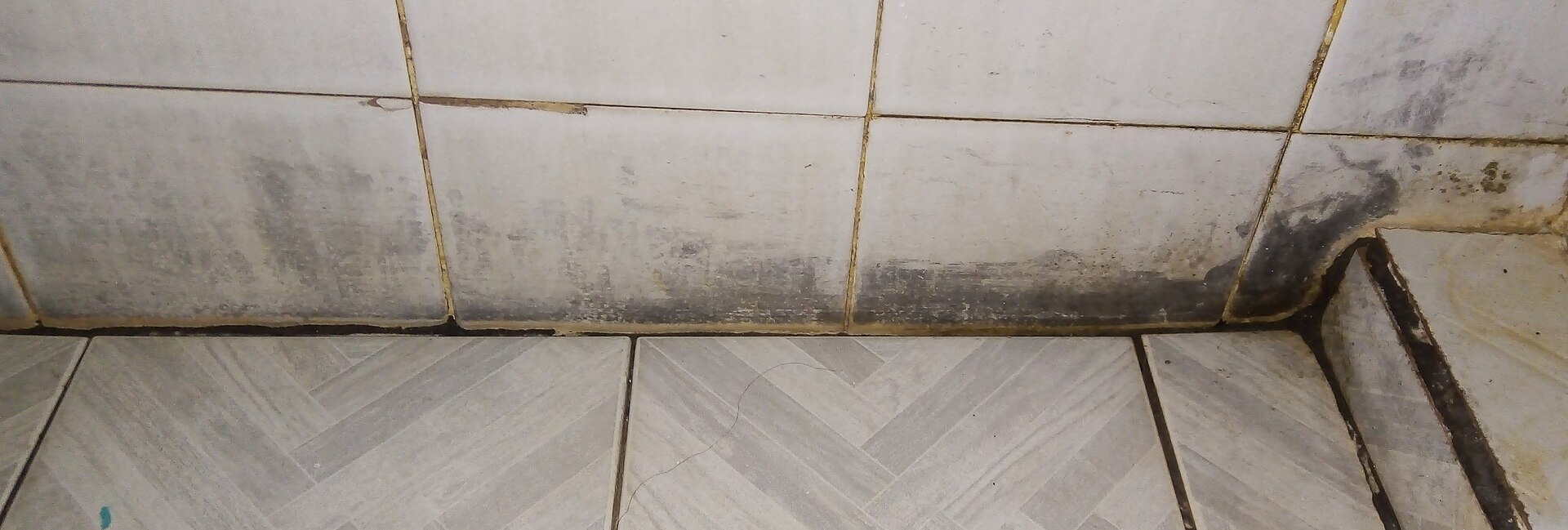 Mold spreading across a wall
